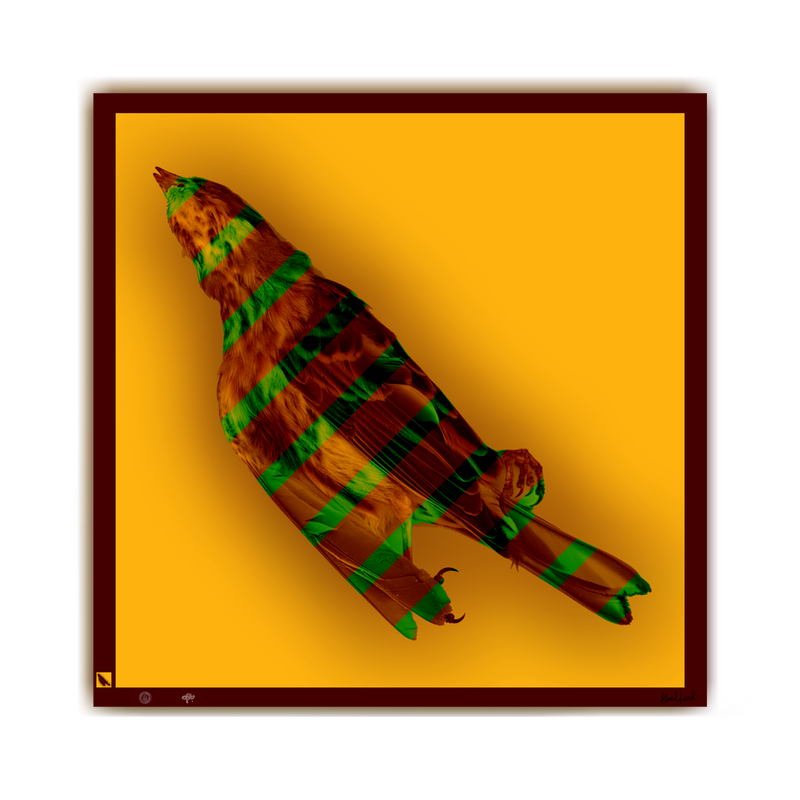 BLUNDLUND Gulsparv III – Limited Edition Fine Art Print