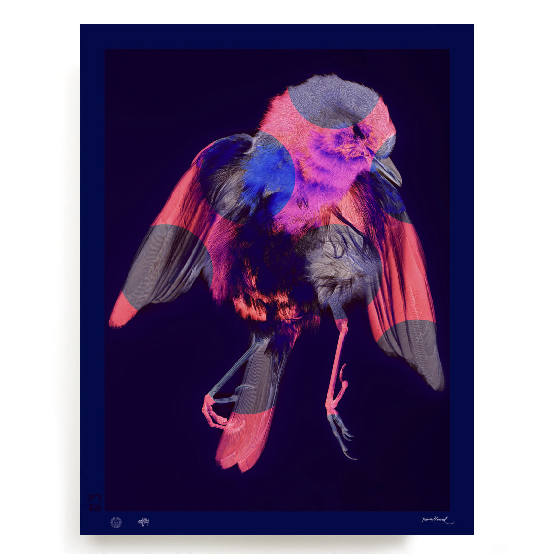 BLUNDLUND.CO.,LTD FINE ART PRINT - RÖDHAKE I / LIMITED EDITION