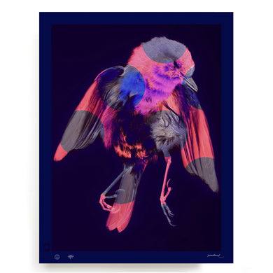 BLUNDLUND.CO.,LTD FINE ART PRINT - RÖDHAKE I / LIMITED EDITION